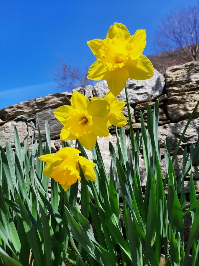 Agriturismo Zertin Gravedona Exteriör bild